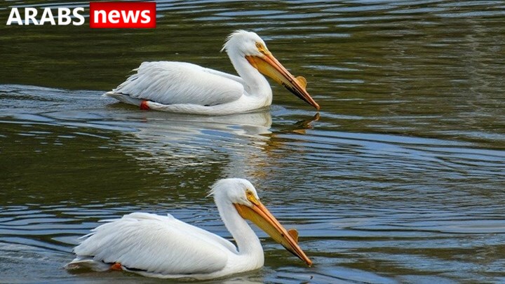 بحيرة البجع