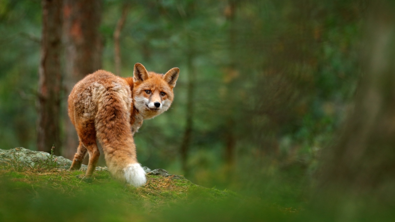 قسوة على الحيوانات في كيفالونيا: صلبوا و علقوا ثعلباً على شجرة بعد أن قطعوا ذيله