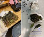 قبرص: العثور على ٤٣ كيلوغراماً من المواد النباتية المخدرة في حقائب غير مصحوبة في لارنكا
