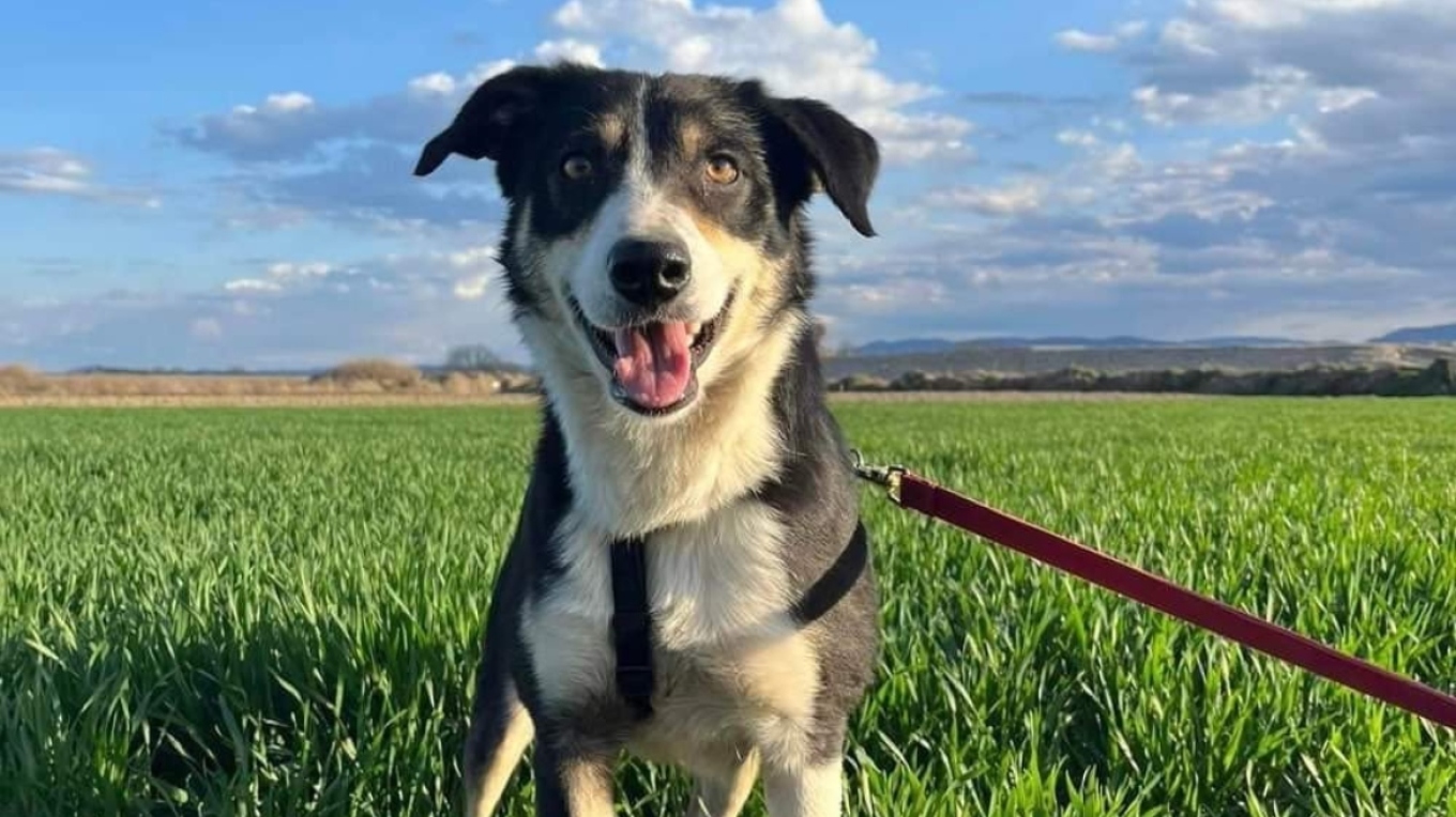 سالونيكي: فقد كلبته على الحدود اليونانية التركية عام ٢٠٢٣ و وجدها بعد عام في صربيا