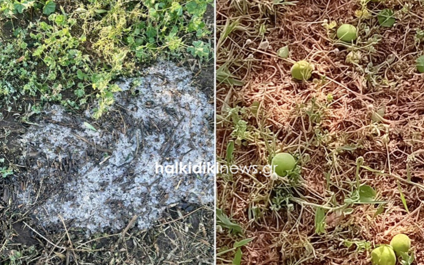 أضرار جسيمة للمحاصيل الزراعية من البرد القوي - كوارث في خالكيديكي