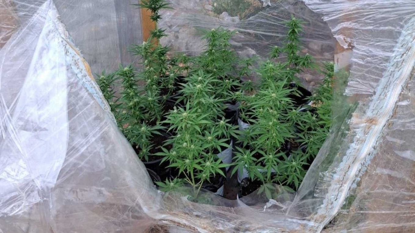 كاليمنوس: القبض علي زوجان قاما بزراعة الحشيش داخل منزلهم