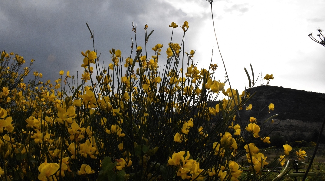 سيكون الطقس غائما اليوم الاثنين مع توقعات لهطول أمطار محليه في بعض المناطق