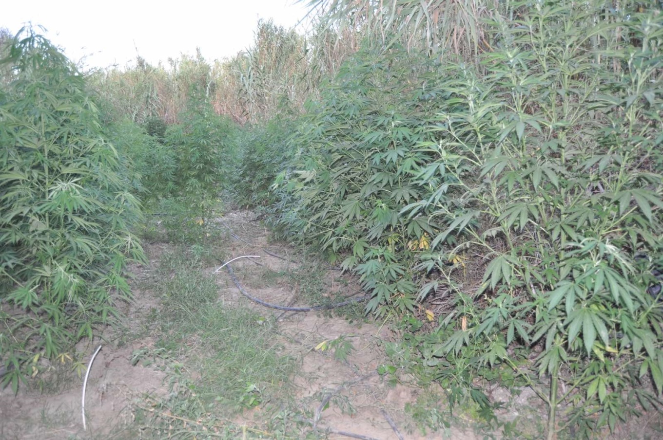 مزرعة بها ٥٠٠ شجرة حشيش عملاقة و هيروين و كوكايين في إيليا