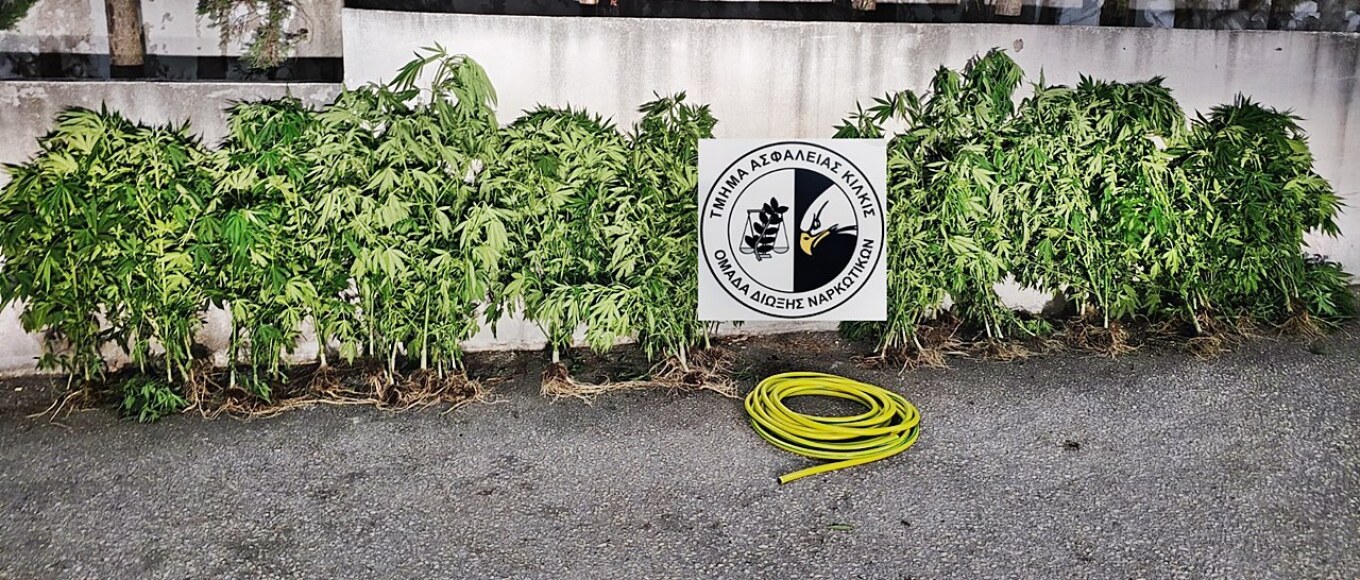 كيلكيس: القبض على مزارع مزرعة بها ٧٠ شجرة حشيش تحت تهديد السلاح