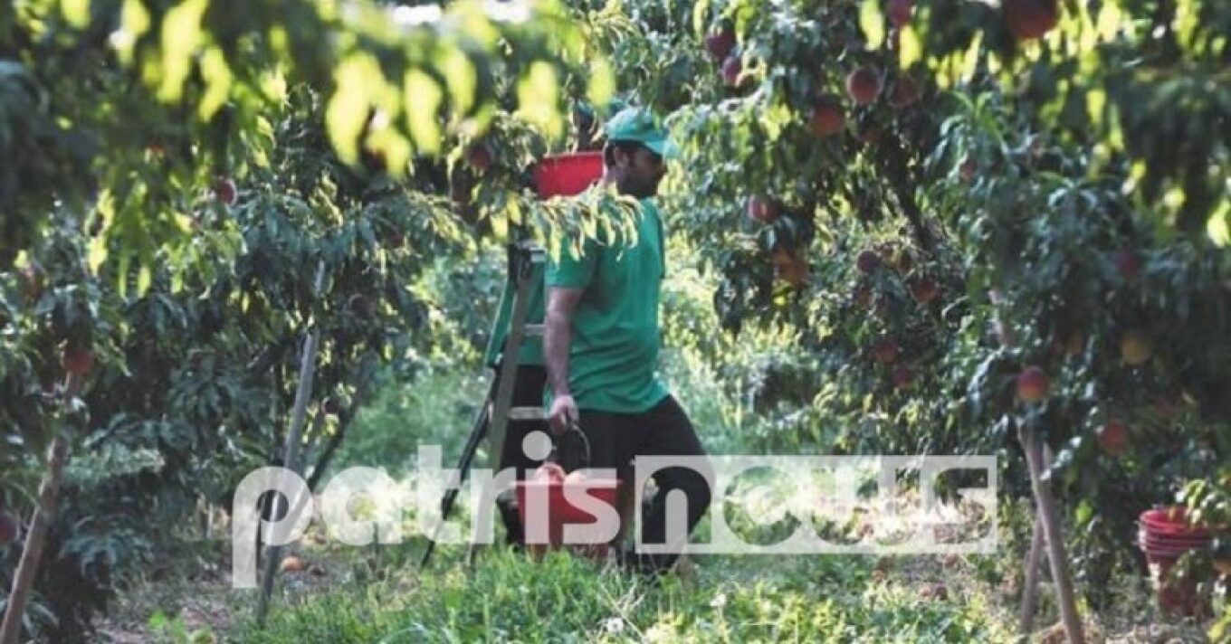 أخائية: العثور على عامل أرض ميتاً في خزان الري - اعتقال صاحب المزرعة