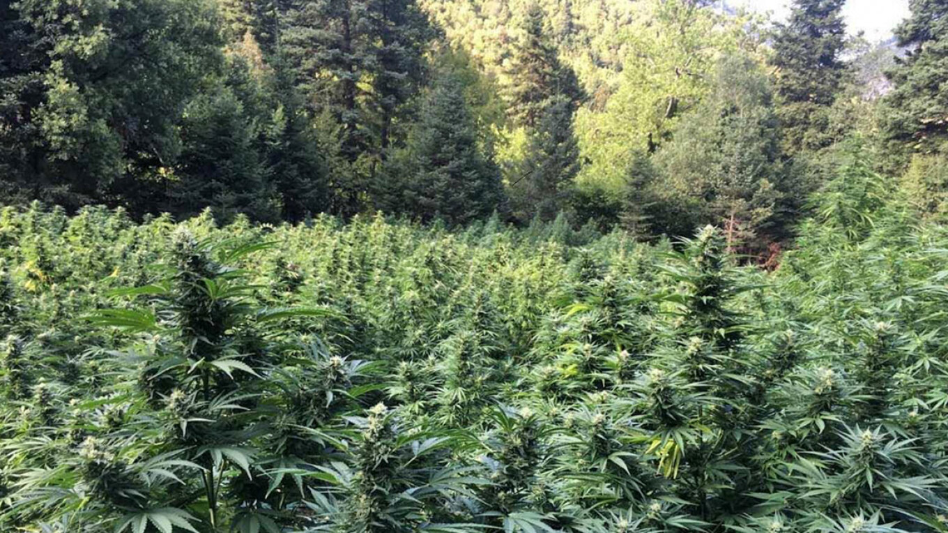 العثور علي مزرعة بها ٩٥٨ شتلة حشيش في منطقة يتعذر الوصول إليها بمدينة كوزاني