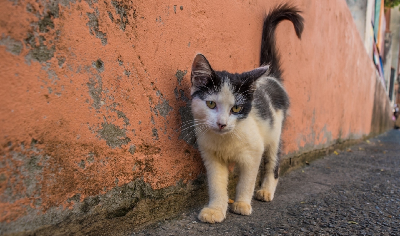 فولا: ألقي القبض على رجل يبلغ من العمر ٣٧ عامًا بتهمة ضرب قطة ضالة و قتلها