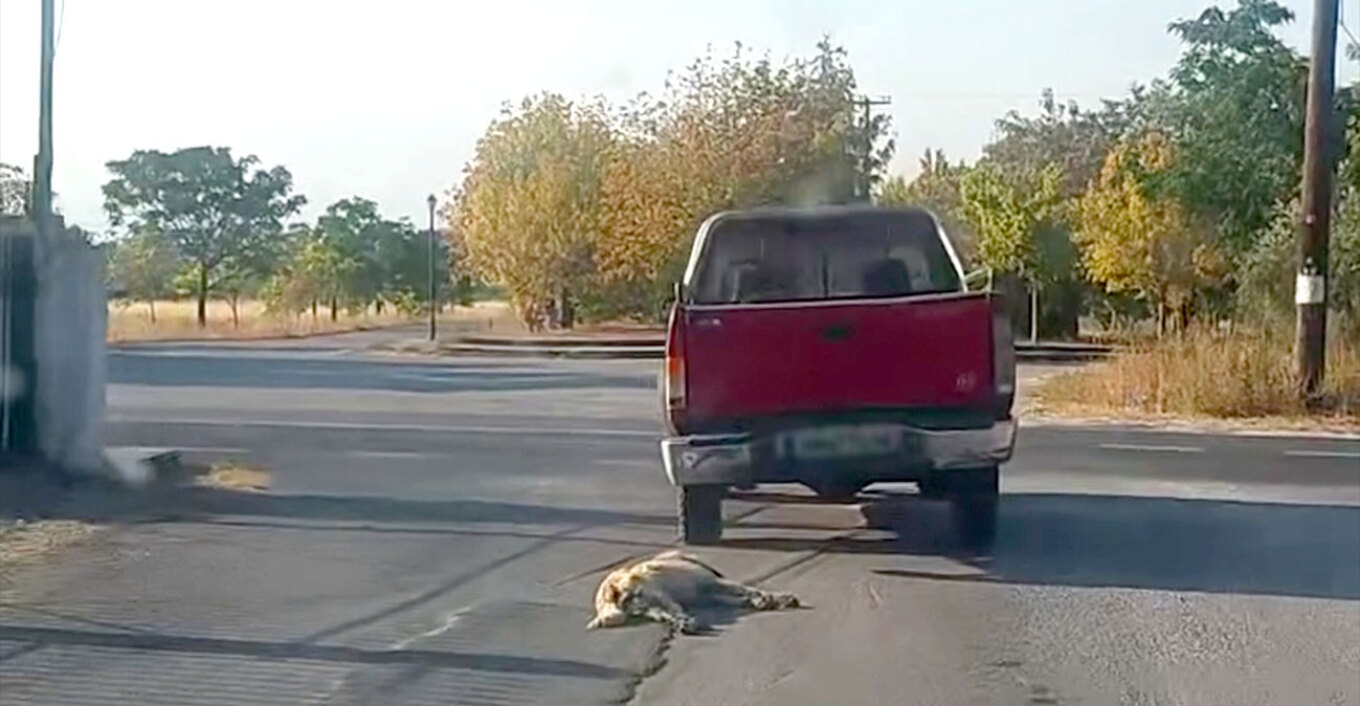 فيريا: القبض على سائق لأنه جر كلبًا بشاحنته الزراعية و هو متهم بارتكاب جناية