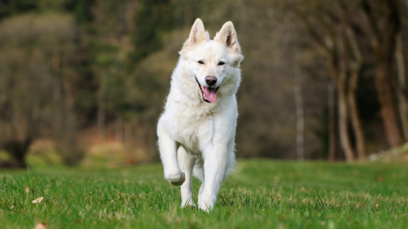 كوزاني: القبض علي رجل مسن قام بربط كلبه بحبل و جره بشاحنته