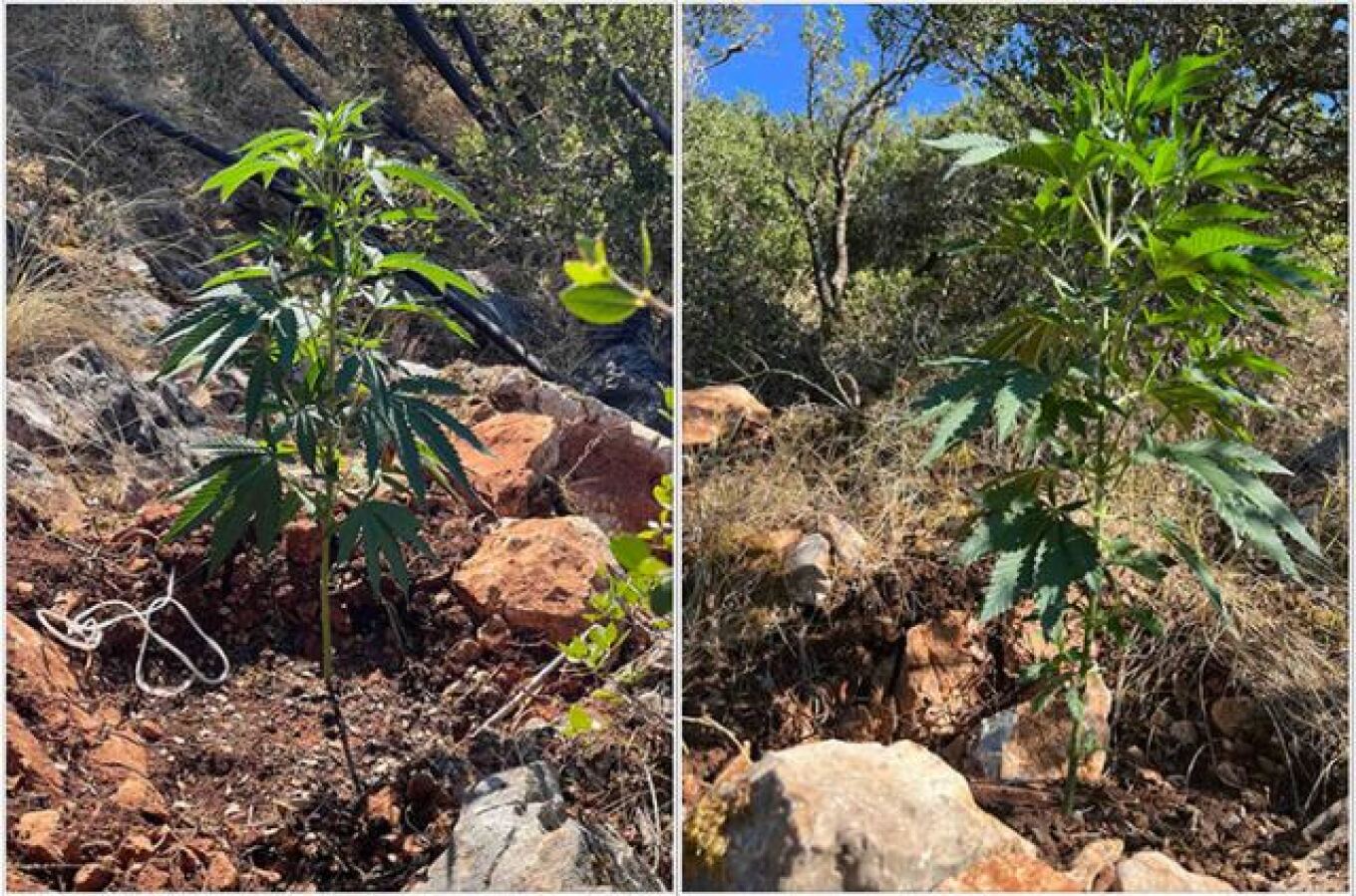 أصفاد على مزارعي مزرعة كبيرة للحشيش في فيوتيا