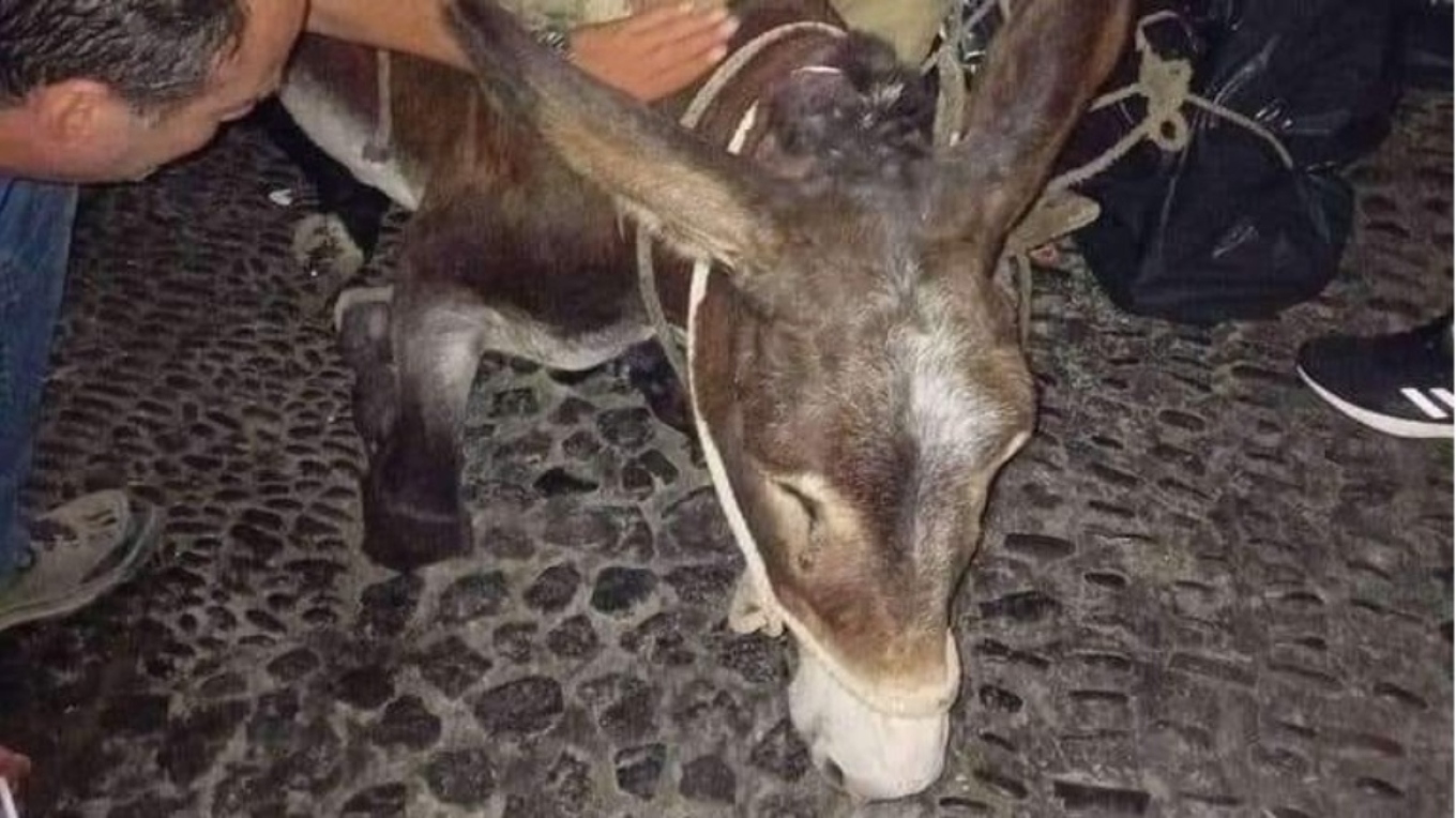 سانتوريني: انهيار حمار منهك تحت وطأة الحمولة التي كان يحملها