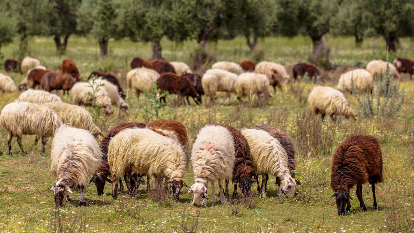 لقد قُتل أكثر من ١٤٠٠٠ حيوان بسبب الطاعون - اختبار سريع لما يتم استيراده إلى البلاد