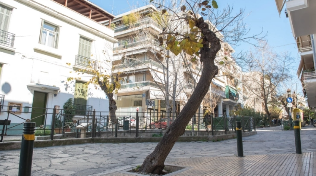 خطة عمل و حماية من قبل عمدة أثينا لـ ٨٠٠٠ شجرة توت في المدينة