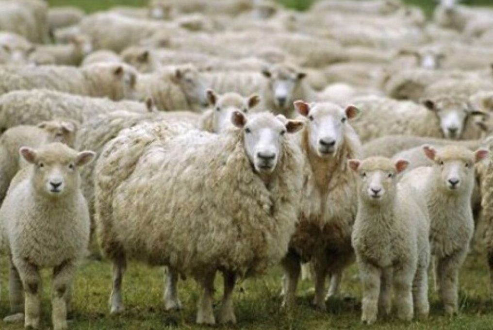 الطاعون وصل إلى جزيرة كريت: حالات جديدة في قطيعين قادمين من فرنسا