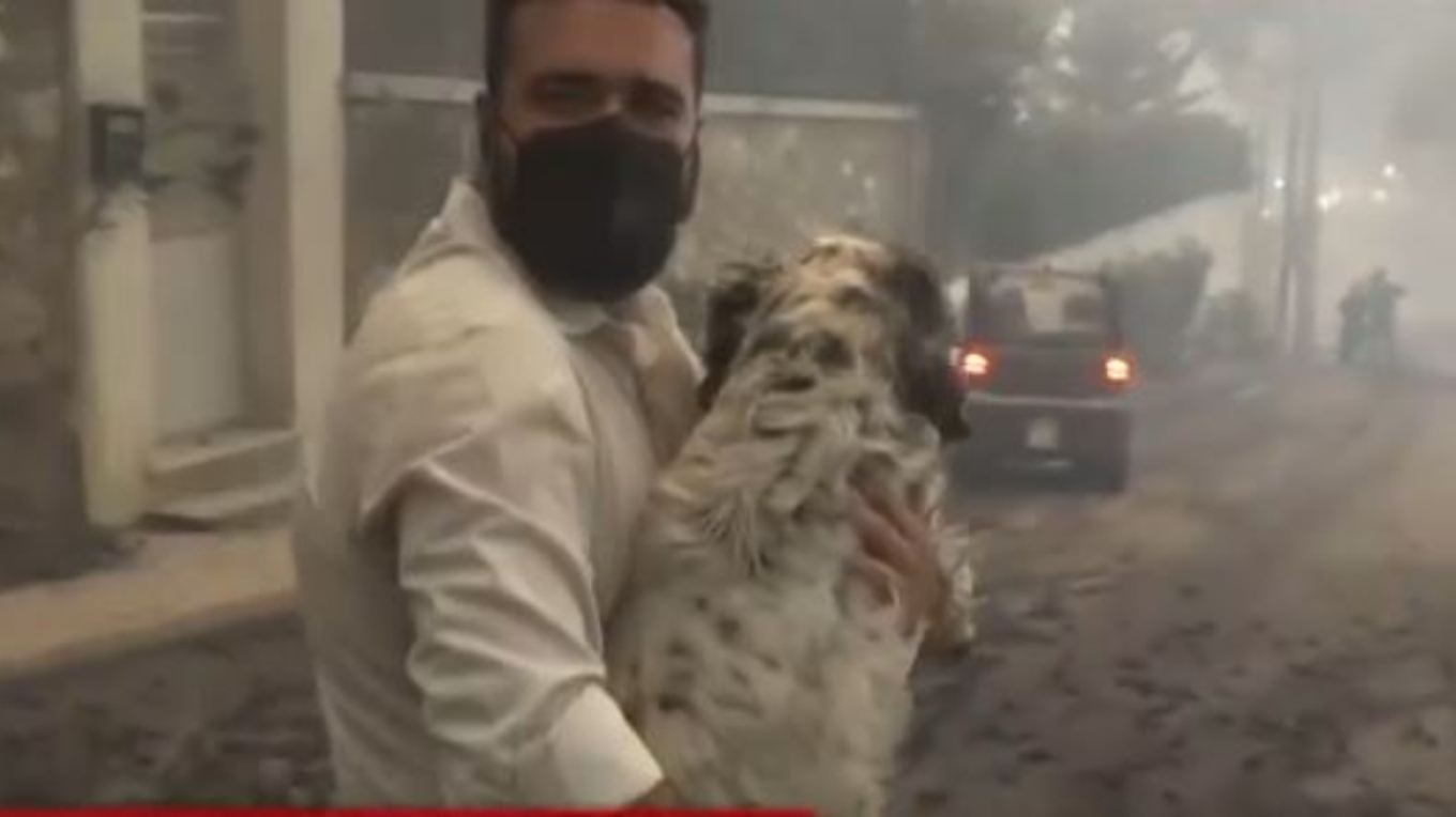 حريق أتيكا: معركة لإنقاذ الحيوانات من الجبهات النارية و نداءات درامية على وسائل التواصل الاجتماعي