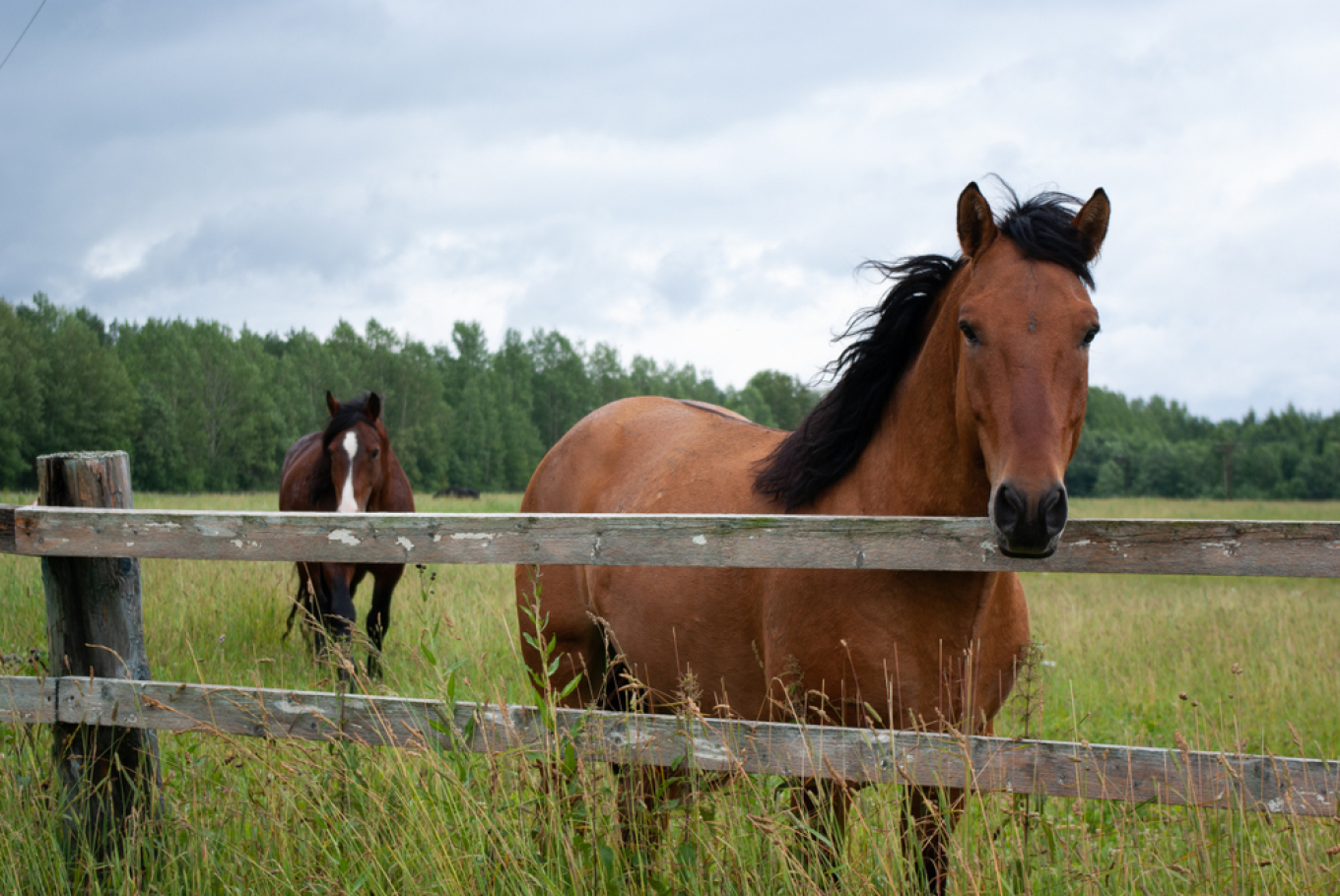 القبض علي شخص أطلق النار على حصانين و قتلهما في كارديتسا