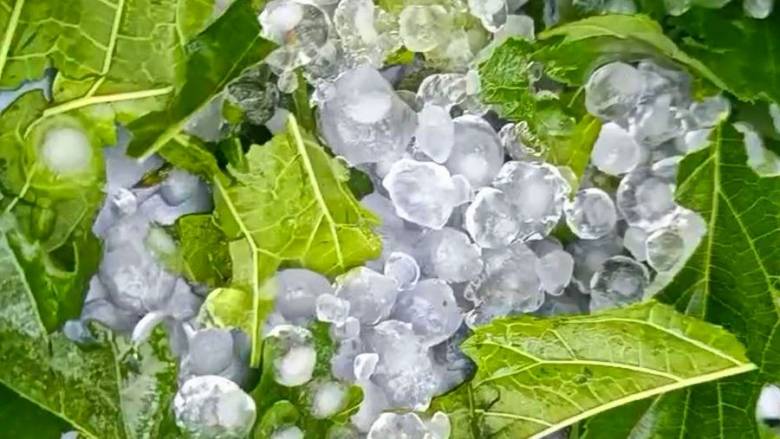 تم تدمير المحاصيل بالكامل في ثيساليا و مقدونيا الغربية بسبب عواصف البرد