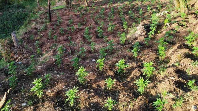 العثور علي مزرعة تحتوي على ٢٠٠٠ شتلة من القنب في منطقه فولوس