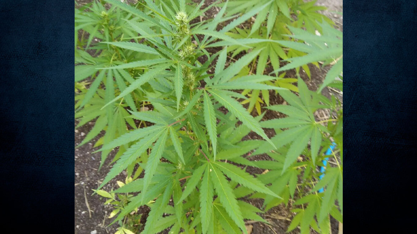 فثيوتيدا: ألقي القبض على رجل كان يزرع الحشيش