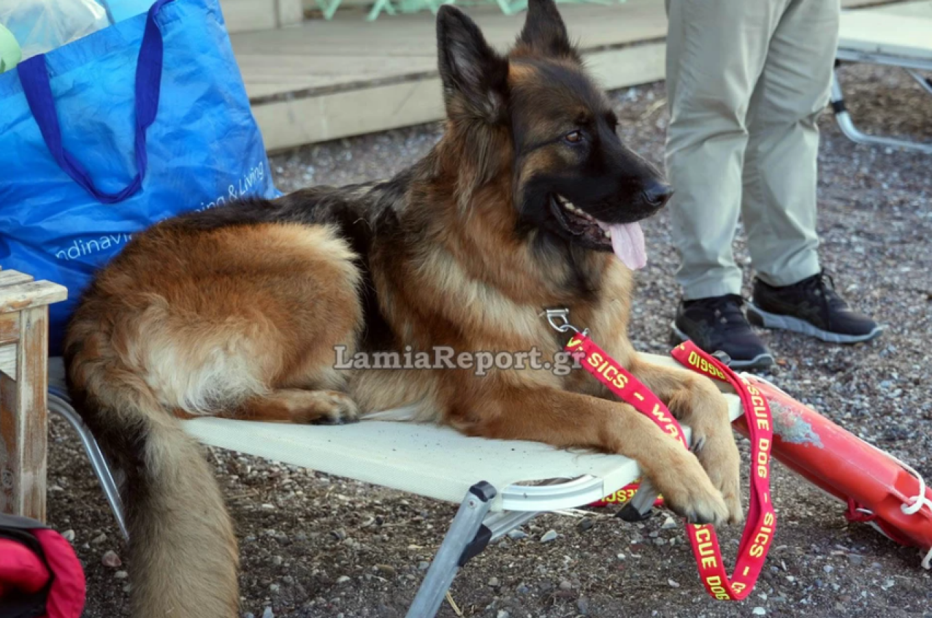 كلب منقذ ينقذ رجلاً مسناً من الغرق في كامينا فورلا