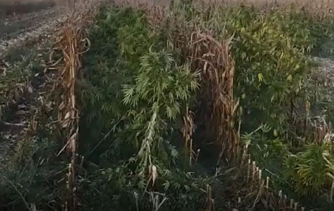 فيوتيا: العثور على إحدى أكبر مزارع الحشيش في البلاد و بها ٨ آلاف شتلة