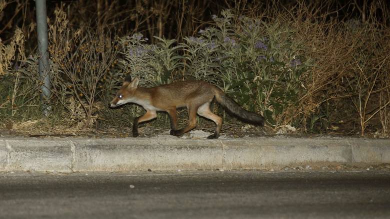 العثور علي ثعلب يسير على طول شارع ميسوجيون خلال ساعة الذروة