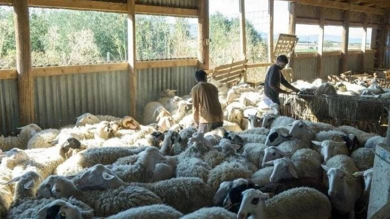 مغنيسيا: حالة جديدة من جدري الأغنام - سيتم نفوق ٣٠٠ حيوان