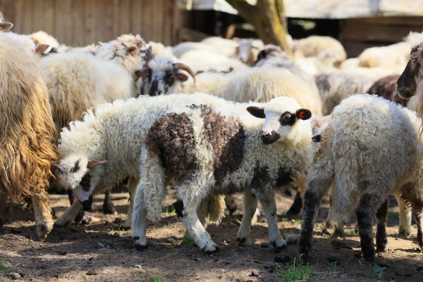هيراكليون: تدابير لمنع انتشار الجدري بين الأغنام و الماعز