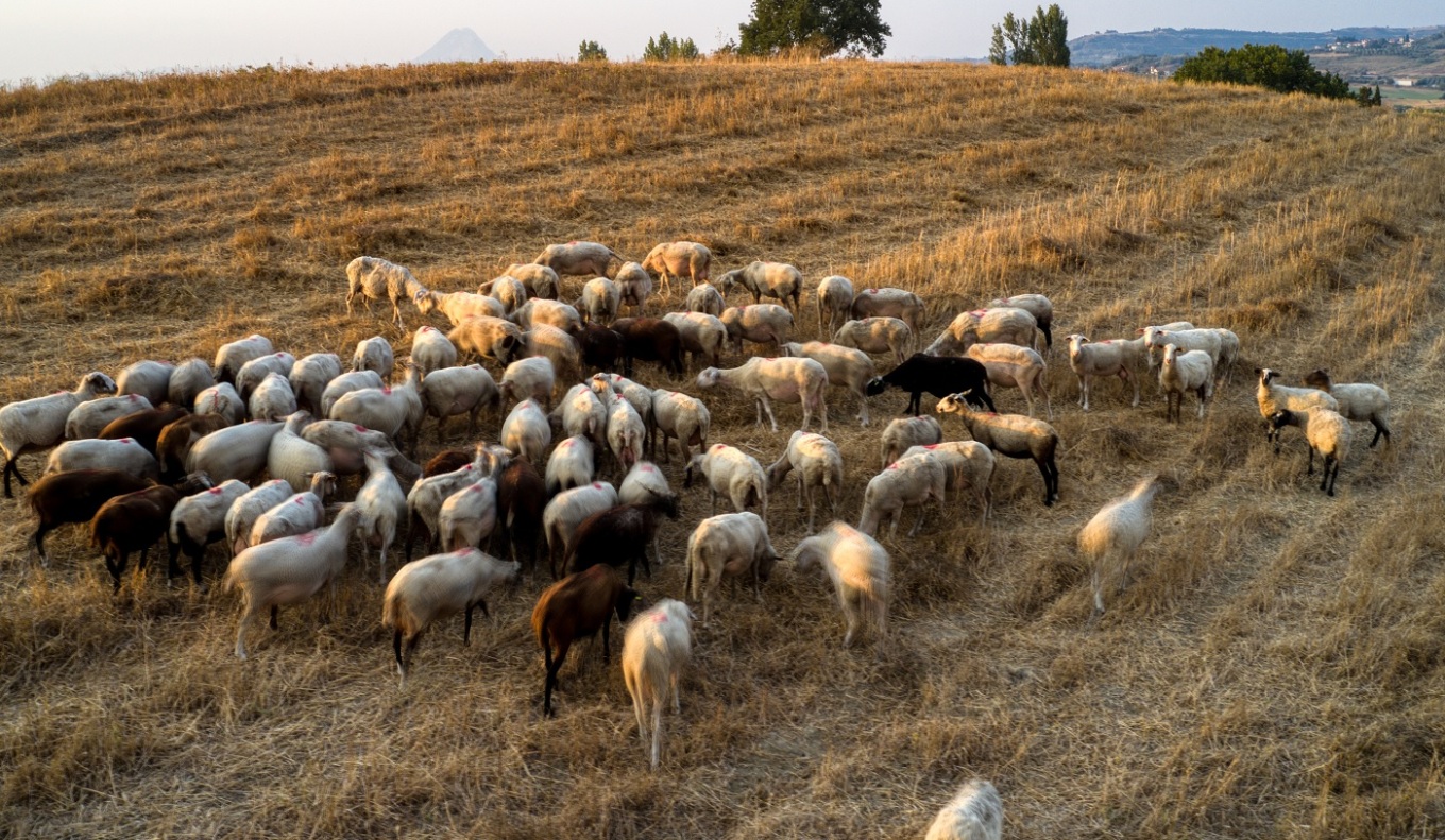 تفشي الجدري في جزيرة كريت - يُحظر بيع الماعز و الأغنام في منطقة هيراكليون