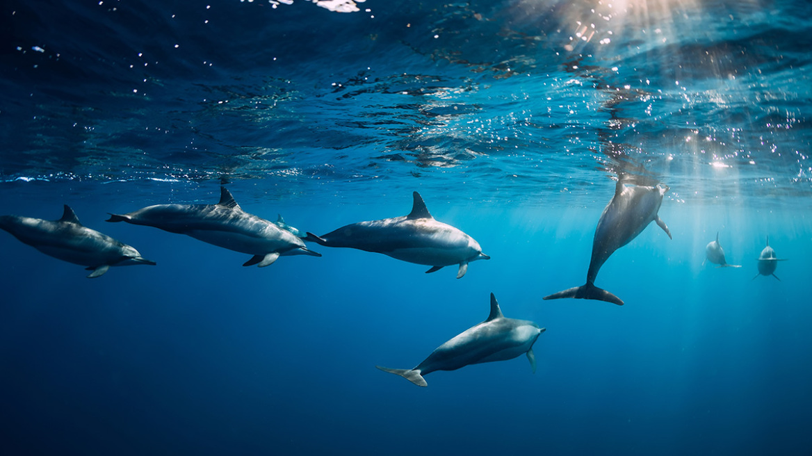 كريت: العثور على ثلاثة دلافين ميتة على شاطئ خانيا