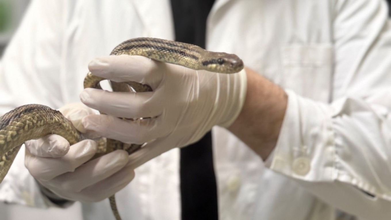 رصد ثعبان في ساحة مدرسة في باتيسيا