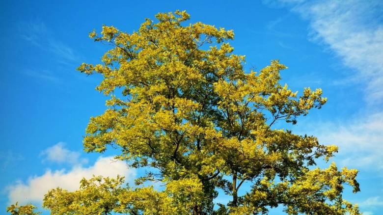 الطقس صافٍ مع سحب متفرقة و درجة الحرارة ٢٥ درجة في اتيكا