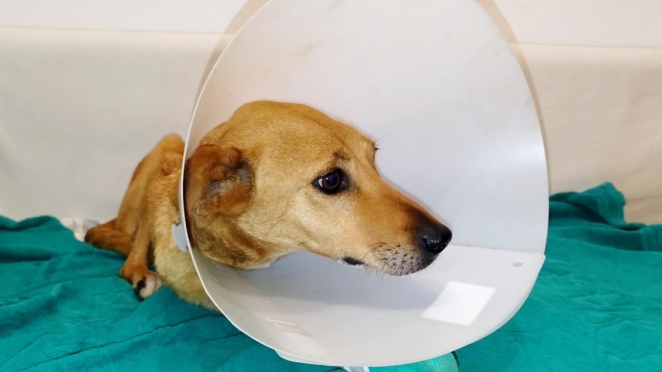 اعتداء وحشي على كلب في هيراكليون - تم إطلاق النار عليه و كسر عظامه