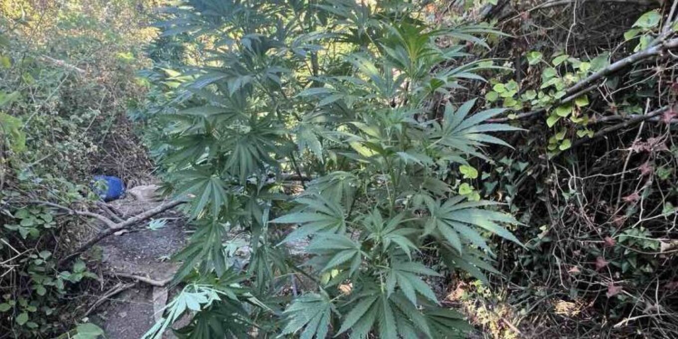 ريثيمنو: تم تحديد خمس مزارع تحتوي على ١٠٢ شتلة من القنب