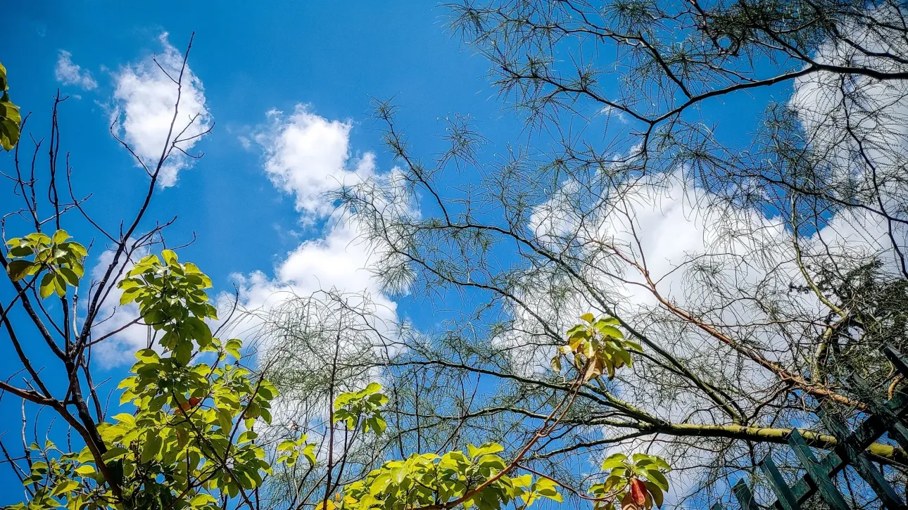 الطقس صافٍ بشكل عام مع سحب متفرقة و رياح تصل سرعتها إلى ٨ بوفورت