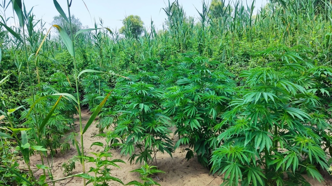 عملية شرطة واسعة النطاق في أيتولواكرانيا: ضبط أكثر من ٢٦٠٠ شتلة قنب و اعتقال ٤ أشخاص