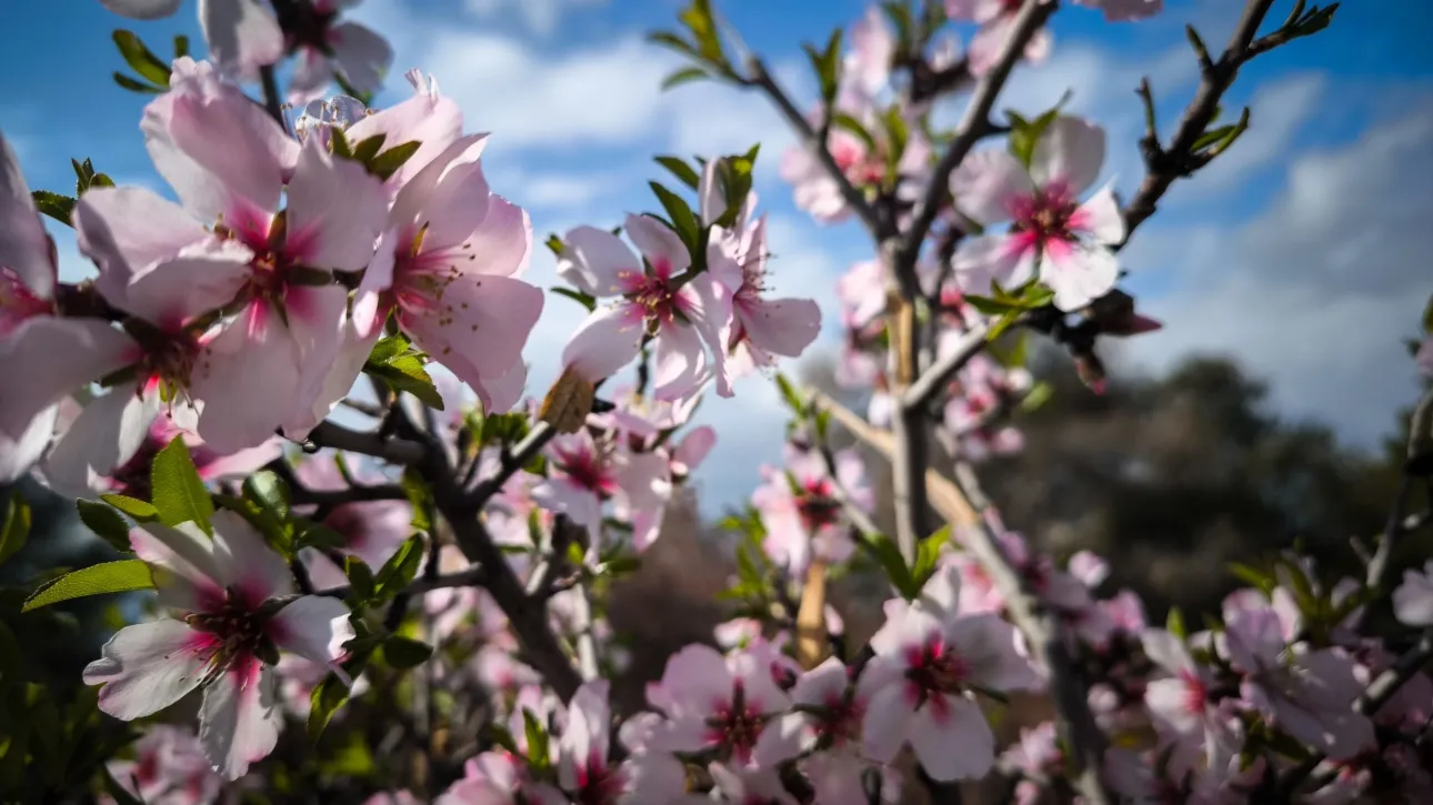 طقس صافٍ بوجه عام مع ظهور بعض السحب المحلية - انخفاض طفيف في درجات الحرارة في اتيكا