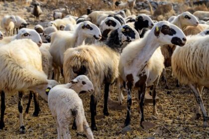 نفوق أكثر من ٤٣٣ ألف حيوان بسبب جدري الأغنام و الماعز: بإجمالي ٨٠ حالة خلال أسبوع واحد