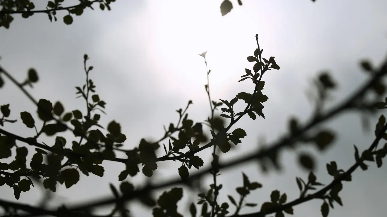 الطقس: انخفاض ملحوظ في درجة الحرارة و رياح تصل سرعتها إلى ٨ على مقياس بوفورت