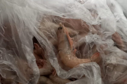 ضبط كميات جديدة من الأغذية غير الصالحة للاستهلاك تبلغ ٥.٦ طن في منطقة أتيكا