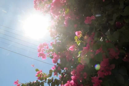 الطقس ربيعي مع غيوم متفرقة و درجات الحراره تصل إلى ١٩ درجة في اتيكا