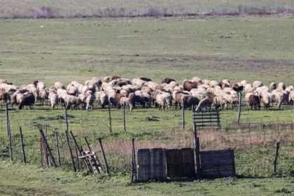 تم قتل مئات الآلاف من الأغنام و الماعز بين أغسطس 2024 و 29 مارس 2026 كجزء من تدابير مكافحة الجدري و على وجه التحديد، تم قتل 486300 من الأغنام و الماعز وفقًا لبيانات وزارة التنمية الريفية و الأغذية و اللجنة العلمية الوطنية لإدارة و مكافحة جدري الأغنام و الماعز (EEEDEE) كما تم تسجيل ما مجموعه 2144 حالة مؤكدة من المرض في 2652 مزرعة في جميع أنحاء البلاد و خلال الفترة من 9 إلى 29 مارس 2026 تم تسجيل 15 حالة جديدة في عشر مناطق من البلاد. و على وجه التحديد، تم تحديد ثلاث حالات في أيتولواكارنانيا، و ثلاث في أخايا، و اثنتين في إيليا، و واحدة في إفريتانيا، و واحدة في سالونيك، و واحدة في كافالا، و واحدة في إيثاكا، و واحدة في كسانثي و واحدة في بيريا، و واحدة في سيريس. علاوة على ذلك و كما ورد في نفس الإعلان، فقد تم إجراء 47592 عملية تفتيش بين 14/10/2025 و 29/03/2026، وتم تأكيد 89 مخالفة و تم إلقاء القبض على 88 شخصًا.