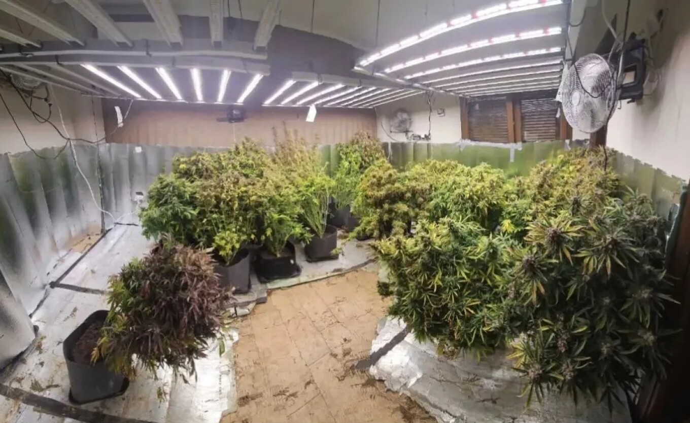 تم تفكيك منظمة إجرامية كانت قد أنشأت مختبرًا لزراعة القنب بتقنية الزراعة المائية في منزل منفصل في مدينة سالونيكي