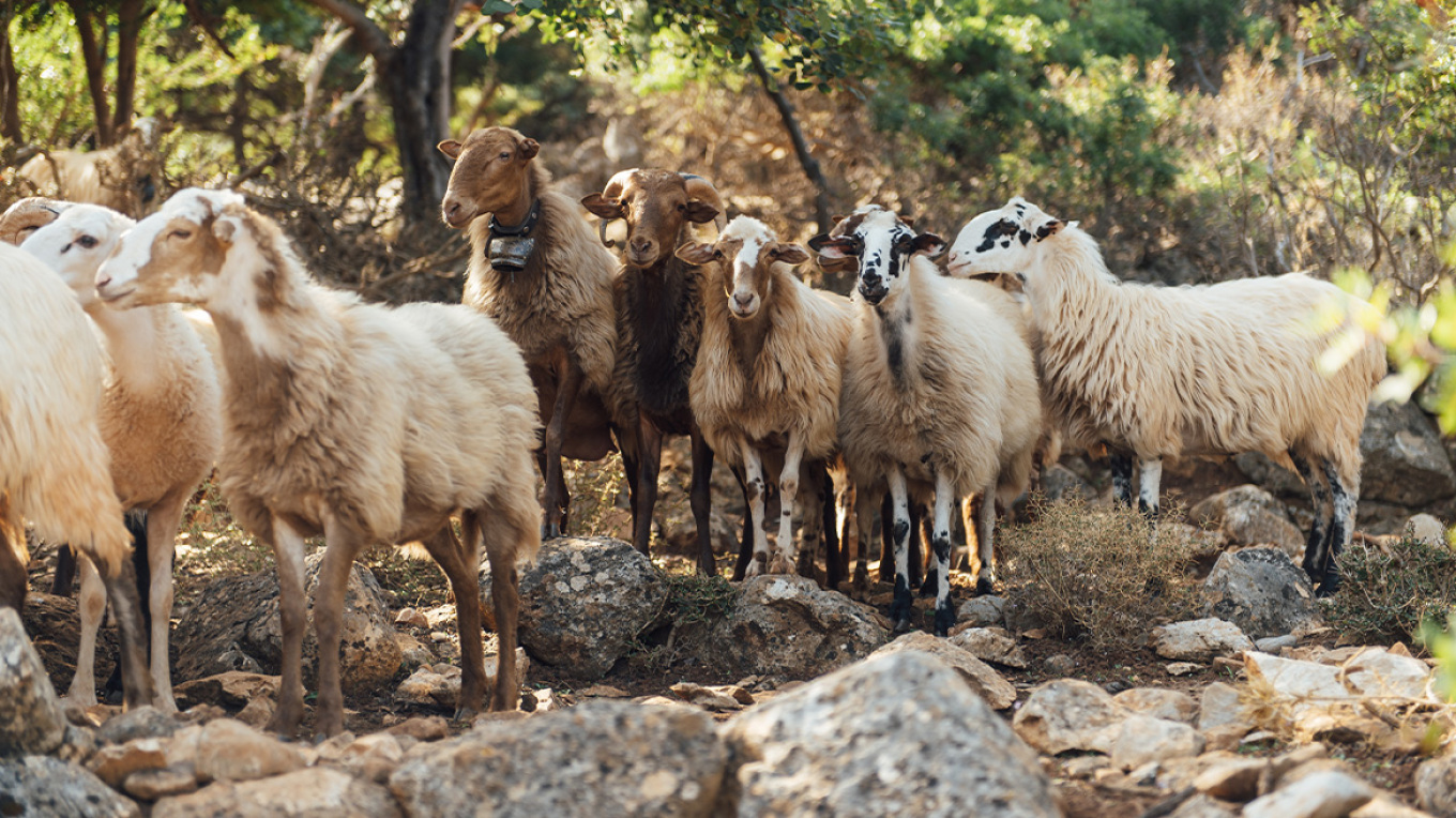 تم رصد ١٦ حالة أخرى من مرض الحمى القلاعية في جزيرة ليسفوس