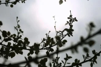 الطقس: صافٍ في معظم أنحاء البلاد - بدأ الغبار و الرياح الشمالية القوية بالانحسار في معظم المناطق