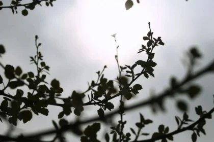 الطقس: صافٍ في معظم أنحاء البلاد - بدأ الغبار و الرياح الشمالية القوية بالانحسار في معظم المناطق