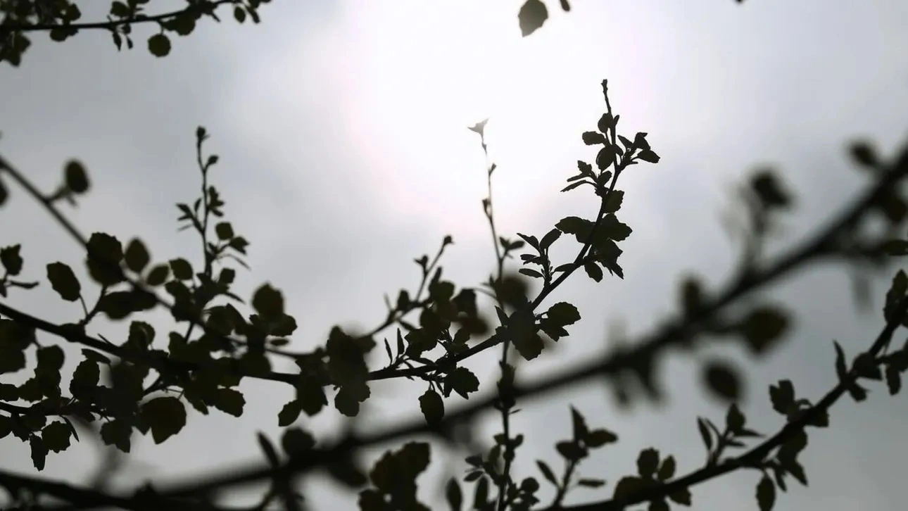 الطقس: صافٍ في معظم أنحاء البلاد - بدأ الغبار و الرياح الشمالية القوية بالانحسار في معظم المناطق