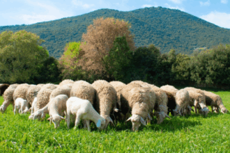 ارتفعت حالات الإصابة بمرض الحمى القلاعية في جزيرة ليسفوس لتصل إلى ٤٣ حالة إجمالاً