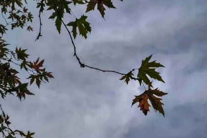الطقس: زيادة في الغيوم و هطول أمطار محلية - انخفاض في درجات الحرارة
